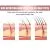 Hair Styling Treatment | EELHOE 50ml