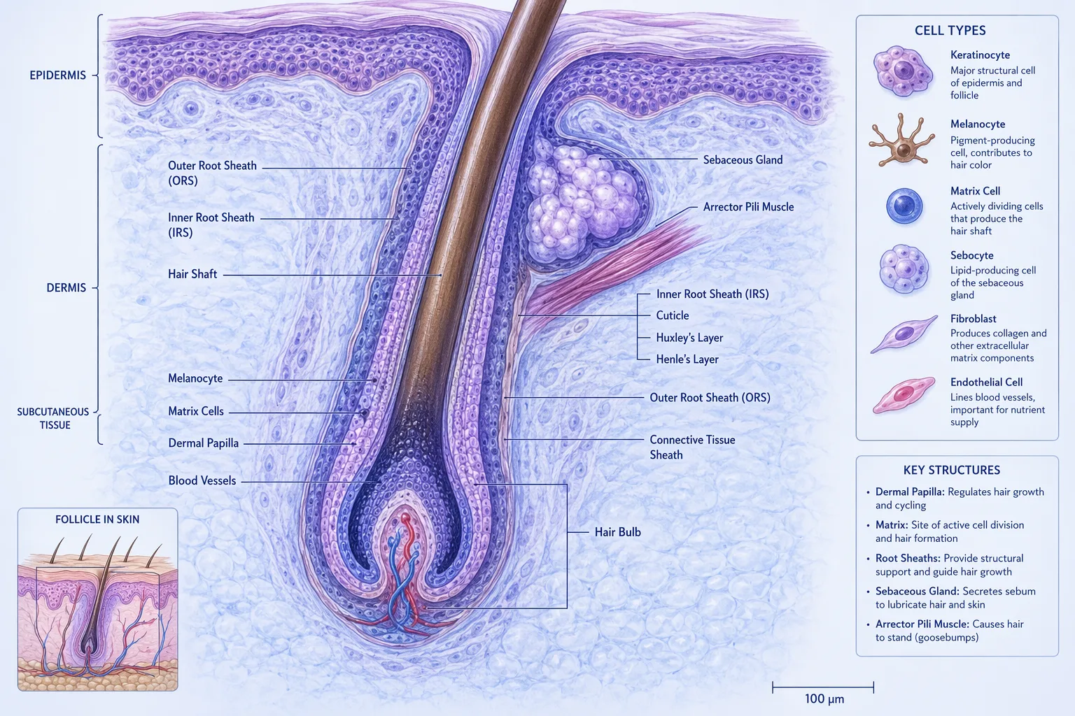 The Wnt Signaling Pathway: Why It Matters for Hair Growth